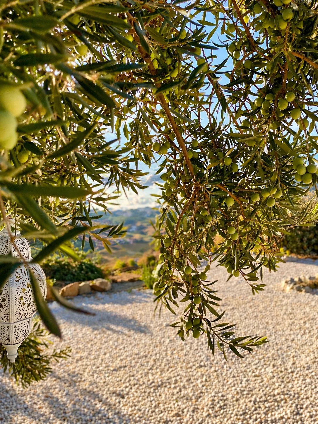 Mediterranean olive garden view at Casa Lux private villa in Álora